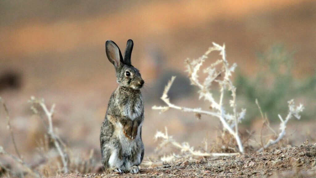 Temporada de caza de conejos en España con podenco